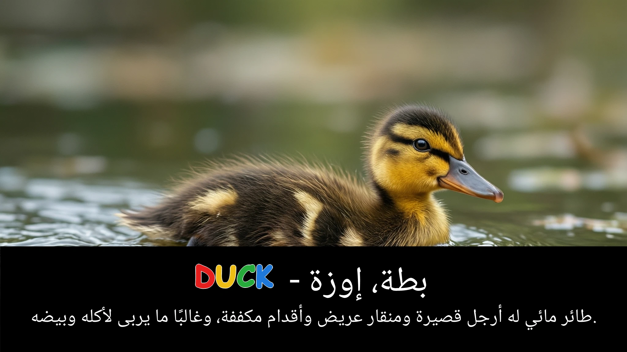 Arabic Illustration for duck